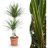 Pflanzenboutique Dracaena Marginata - Drachenbaum - Pflegeleicht - Grün - 90-100cm - Ø21cm - Zimmerpflanze - Immergrün