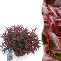 Green Boutiq GreenboutiQ - Gartenpflanze - Leucothoe Burning Love - Rot - 1 Pflanze - Immergrün - Wenig Pflege - Topf 17cm Höhe 35 - 45cm