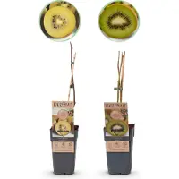 Green Boutiq GreenboutiQ - Obstpflanze - Grüne & Gelbe Kiwi - Actinidia deliciosa Jenny & Goldene Kiwi - 2 Pflanzen - Topf 15cm Höhe 50cm