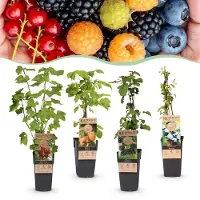 Green Boutiq - Obstpflanze - Ribes - Rubes-Vaccinium Mix - Regenbogen - Winterhart - Rote Johannisbeere - Schwarze Brombeere - Gelbe Himbeere - Blaubeere - 4 Pflanzen - Topf 15cm - Höhe 50cm