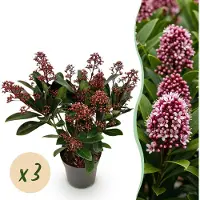 Green Boutiq GreenboutiQ - Terrassenpflanze - Skimmia japonica Rubella - Blüte Rot - 10+ Blüten - 3 Pflanzen - Winterhart - Topf 10,5cm Höhe 25cm