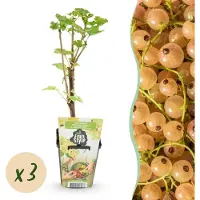 Green Boutiq GreenboutiQ - Obstpflanzen - Witte Bes - Ribes rubrum Witte Hollander - Winterhart - 3 Pflanzen - Topf 9 cm - Witte Bes
