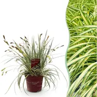 Green Boutiq GreenboutiQ - Ziergräser - Carex oshimensis Evergold - Gelb & Grün - 1 Pflanze - Immergrün - Winterhart - Topf 17cm Höhe 50cm
