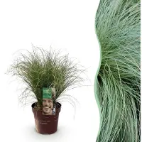 Green Boutiq GreenboutiQ - Ziergräser - Carex comans Frosted Curls - Grün - 1 Pflanze - Immergrün - Winterhart - Topf 17cm Höhe 50cm