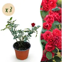 Green Boutiq - Garten Rose - Rosa Rote The Fairy - Rose - Winterhart - Rot - 3 Pflanzen - Topf 12cm - Höhe 20-25cm
