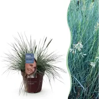 Green Boutiq GreenboutiQ - Ziergräser - Festuca glauca Intense Blue - Blau - 1 Pflanze - Immergrün - Winterhart - Topf 17cm Höhe 50cm