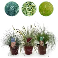 Green Boutiq GreenboutiQ - Ziergräser - 3 Pflanzen - Blau - Gelb - Grün - Immergrün - Winterhart - Topf 17cm Höhe 50cm