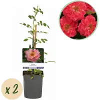 Green Boutiq GreenboutiQ - Kletterrose - Rosa Salmon Queen - Blüte Hellrosa - Geringer Pflegeaufwand - 2 Pflanzen - Topf 11cm Höhe 40cm