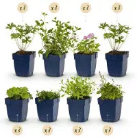 Green Boutiq GreenboutiQ - Staudenpaket - Bodendecker - 24 Stauden - Für 3 m2 - Wenig Pflege - Topf 11cm