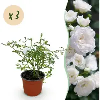 Green Boutiq - Gartenrose - Rosa White Fairy - Rose - Winterhart - Weiß - 3 Pflanzen - Topf 12cm - Höhe 20-25cm