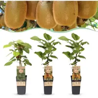 Green Boutiq - Obstpflanze - Actinidia Weiki & Hayward - Kiwi-Pflanze - 1 Männliche - 2 Weibliche - Pflanzen - Grün - Topf 15cm - Höhe 50cm