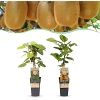 Green Boutiq - Obstpflanze - Actinidia Weiki & Hayward - Kiwi-Pflanze - 1 Männliche - 1 Weibliche - Pflanzen - Grün - Topf 15cm - Höhe 50cm