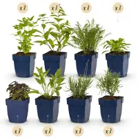 Green Boutiq GreenboutiQ - Staudenpaket - Duftend - 24 Stauden - Für 3 m2 - Wenig Pflege - Topf 11cm