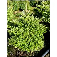 Markenlos Mini-Weihnachtsbaum - Zwerg-Korea-Tanne Abies koreana Molli 70-80 cm hoch mit Ballen