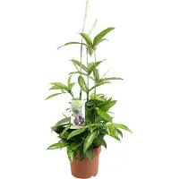 Oasis of Life Drachenbaum Dracaena Surculosa Zimmerpflanze Ø17cm 55cm hoch pflegeleicht Deko