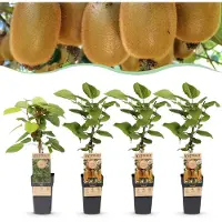 Green Boutiq - Obstpflanze - Actinidia Weiki & Hayward - Kiwi-Pflanze - 1 Männliche - 3 Weibliche - Pflanzen - Grün - Topf 15cm - Höhe 50cm