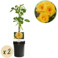 Green Boutiq GreenboutiQ - Kletterrose - Rosa Spring Queen - Blüte Gelb - Pflegeleicht - 2 Pflanzen - Topf 11cm Höhe 40cm