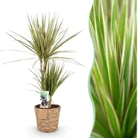 Pflanzenboutique Dracaena Marginata Bicolour - Drachenbaum - Pflegeleicht - mit Korb - Grün - 70-75cm - Ø17cm - Zimmerpflanze - Immergrün