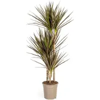 Exotenherz Dracaena Marginata Magenta 21cm Topf - Höhe 110-130cm