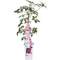 Everspring Chinesische Jungfernrebe - Ø15cm - ↕65cm