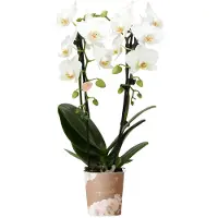 Kolibri Orchids weiße Phalaenopsis-Orchidee Niagara Fall Topfgröße 9cm blühende Zimmerpflanze frisch vom Züchter