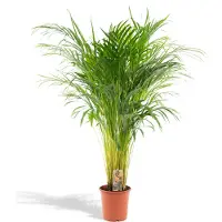 Everspring Goldfruchtpalme - Ø21cm - 110cm