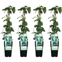 Everspring Japanisches Geißblatt 'Halliana' 4x - ↨65cm - Ø15