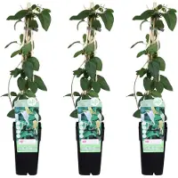 Everspring Japanisches Geißblatt 'Halliana' 3x - 65cm - Ø15