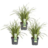 Everspring Japanische Segge 'Ice Dance' 3x - ↨30cm - Ø14