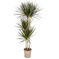 Exotenherz Dracaena Marginata Magenta 24cm Topf - Höhe 130-150cm