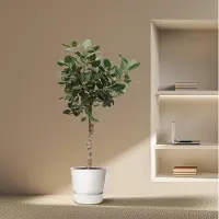 OEM Ficus-Baum, 200 cm hoch, Durchmesser 50 cm