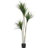 Beliani Dracaena Draco