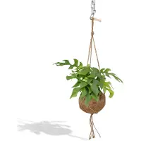 Everspring Fensterblatt Kokodama Minima - Ø15cm - 25cm