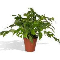 Everspring Fensterblatt Minima - Ø15cm - 25cm
