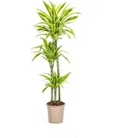 Exotenherz Drachenbaum - Dracaena deremensis "Lemon Lime" - Grünpflanze - 130-150cm hoch - 24cm Topf