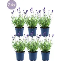 Frank GmbH Plants by Frank - Lavandula angustifolia Felice - 12 cm Topf - Set mit 6 echten Lavendelpflanzen