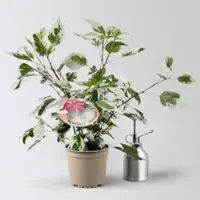 Pflanzen-Kölle Hibiskus 'Variegata' rot, Topf-Ø 13 cm, Höhe ca. 25 cm, 2 Pflanzen