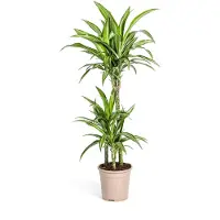 Exotenherz Drachenbaum - Drachenlilie - Dracaena deremensis White Stripe - 90-110cm hoch