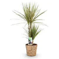 Oasis of Life Dracaena Marginata Bicolor 70-75cm 17cm mit Korb pflegeleicht Deko Zimmerpflanze