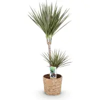 Oasis of Life Dracaena Marginata Bicolor 90-100cm 21cm mit Korb pflegeleicht Zimmerpflanze