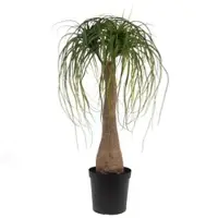 LOU DE CASTELLANE Baucarnea Nolina im Topf 90 cm - Grün Rund Papier