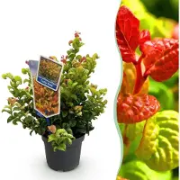 Green Boutiq GreenboutiQ - Gartenpflanze - Leucothoe Curly Gold - Gelb - 1 Pflanze - Immergrün - Wenig Pflege - Topf 17cm Höhe 35 - 45cm