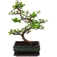 Exotenherz Bonsai - Portulacaria afra - Jadebaum - Afrikanischer Elefantenbaum - ca. 10 Jahre