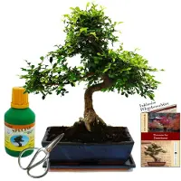 Exotenherz Bonsai - Ulmus parviflora - ca. 12-15 Jahre - 30cm Schale - Geschenkset mit Dünger und Schere