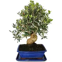 Exotenherz Bonsai - Solitär - Olivenbaum - Olive - Olea europaea - ca. 17 Jahre alt - ca. 50-55cm hoch
