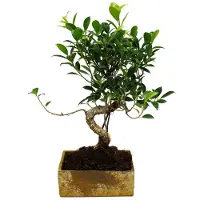 Exotenherz Bonsai fürs Zimmer - in moderner Trendkeramik - Zimmerbonsai Ficus - 8 Jahre alt - Steinoptik