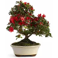 Exotenherz Rhododendron indicum – blühende Azalee – Freiland-Bonsai – 23-cm-Topf – 45 cm hoch