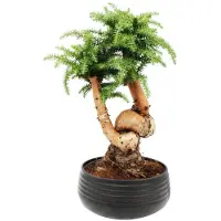 Exotenherz Zimmerbonsai Araucaria cunninghamii Zimmertanne Neuguinea-Araukarie ca. 65cm hoch 26cm Schale Schwarz Keramik