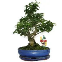 Exotenherz Bonsai Chinesischer Liguster - Ligustrum sinensis - ca. 10 Jahre