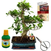 Exotenherz Bonsai Chin. Feigenbaum Ficus retusa ca. 12-15 Jahre 30cm Schale Geschenk-Set mit Schere und Dünger